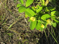 Stigmaphyllon paralias