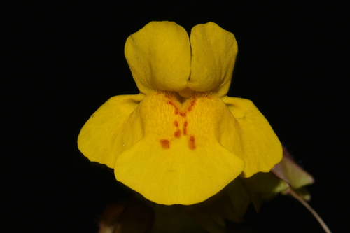 Erythranthe thermalis