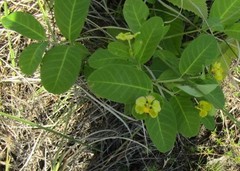 Stigmaphyllon paralias