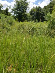 Paspalum wrightii