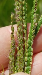 Paspalum wrightii
