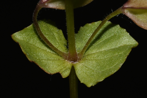 Image of Erythranthe thermalis by (c) Brian Finzel, some rights reserved (CC BY-SA)