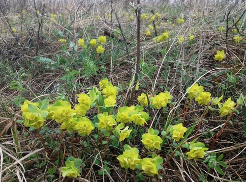Euphorbia alpina