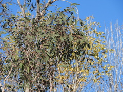 Eucalyptus rudis