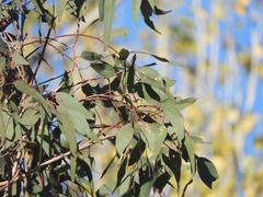 Eucalyptus rudis