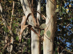 Eucalyptus rudis