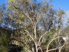 Eucalyptus rudis