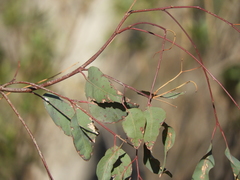 Eucalyptus rudis