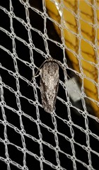 Agriophara confertella