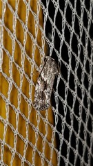 Agriophara confertella