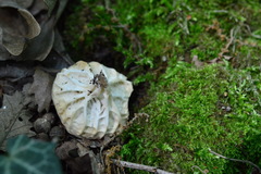 Helvella costifera