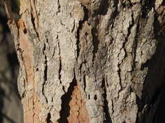 Eucalyptus rudis