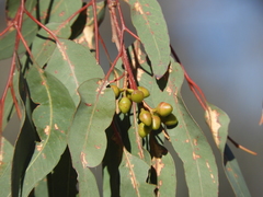 Eucalyptus rudis