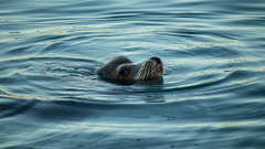 Zalophus californianus