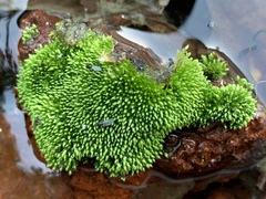 Bryum blandum