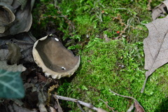 Helvella costifera