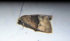 Cobubathinae