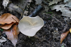 Helvella costifera