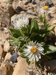 Coronidium boormanii