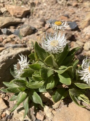 Coronidium boormanii