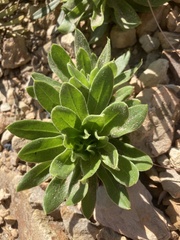 Coronidium boormanii