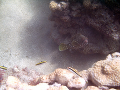 Epinephelus adscensionis
