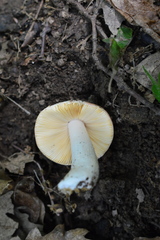 Russula rubroalba