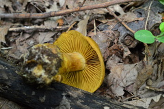 Cortinarius cotoneus