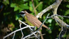 Pitangus sulphuratus