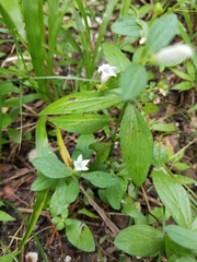 Spigelia texana