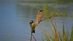 Pitangus sulphuratus