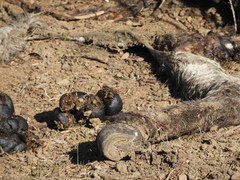 Equus asinus