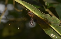 Cordulecerus elegans