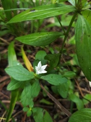 Spigelia texana