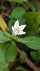 Spigelia texana