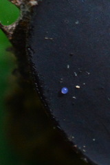 Galactinia saniosa