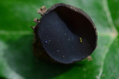 Galactinia saniosa