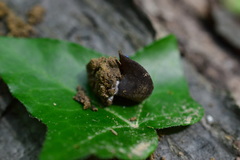 Galactinia saniosa