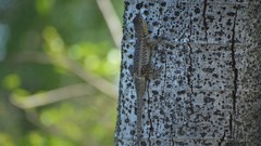 Tropidurus etheridgei
