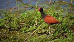 Jacana jacana
