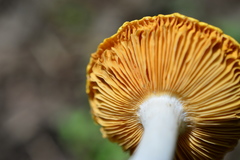 Russula acetolens
