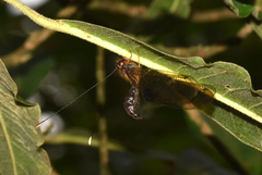 Cordulecerus elegans