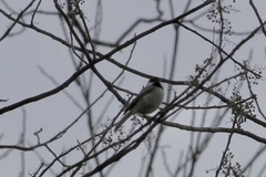 Poecile carolinensis