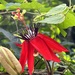 Passiflora miniata - Photo (c) dennisronsse, algunos derechos reservados (CC BY-NC), uploaded by dennisronsse