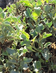 Penstemon petiolatus