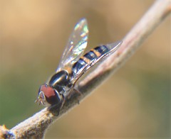 Pseudoscaeva diversifasciata