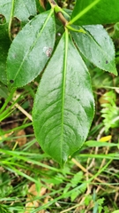 Hedyosmum bonplandianum