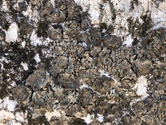 Dermatocarpon miniatum