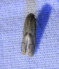 Hypatopa punctiferella