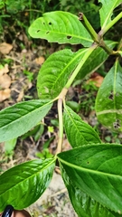 Hedyosmum bonplandianum